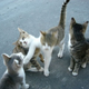 Illustration for article titled Japanese Cats that Look Like Yakuza Are Frighteningly Cute